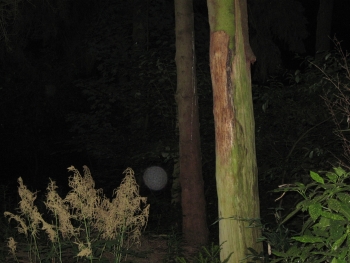 Orb 1